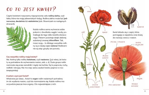 ROZPOZNAJĘ POLNE KWIATY. MŁODZI PRZYRODNICY Patrycja Zarawska