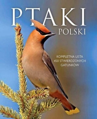 PTAKI POLSKI Dominik Marchowski