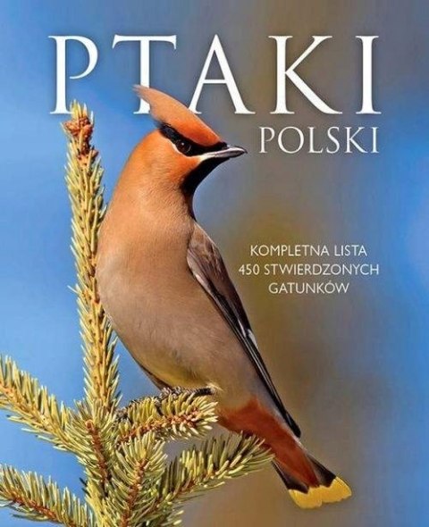 PTAKI POLSKI Dominik Marchowski