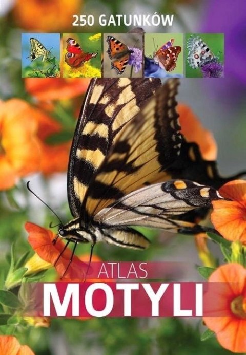 ATLAS MOTYLI. 250 GATUNKÓW Jacek Twardowski, Kamila Twardowska